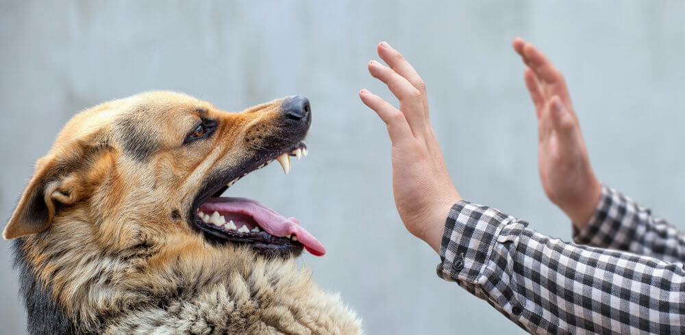 Dog bite injury German Shepherd baring teeth at outstretched hands